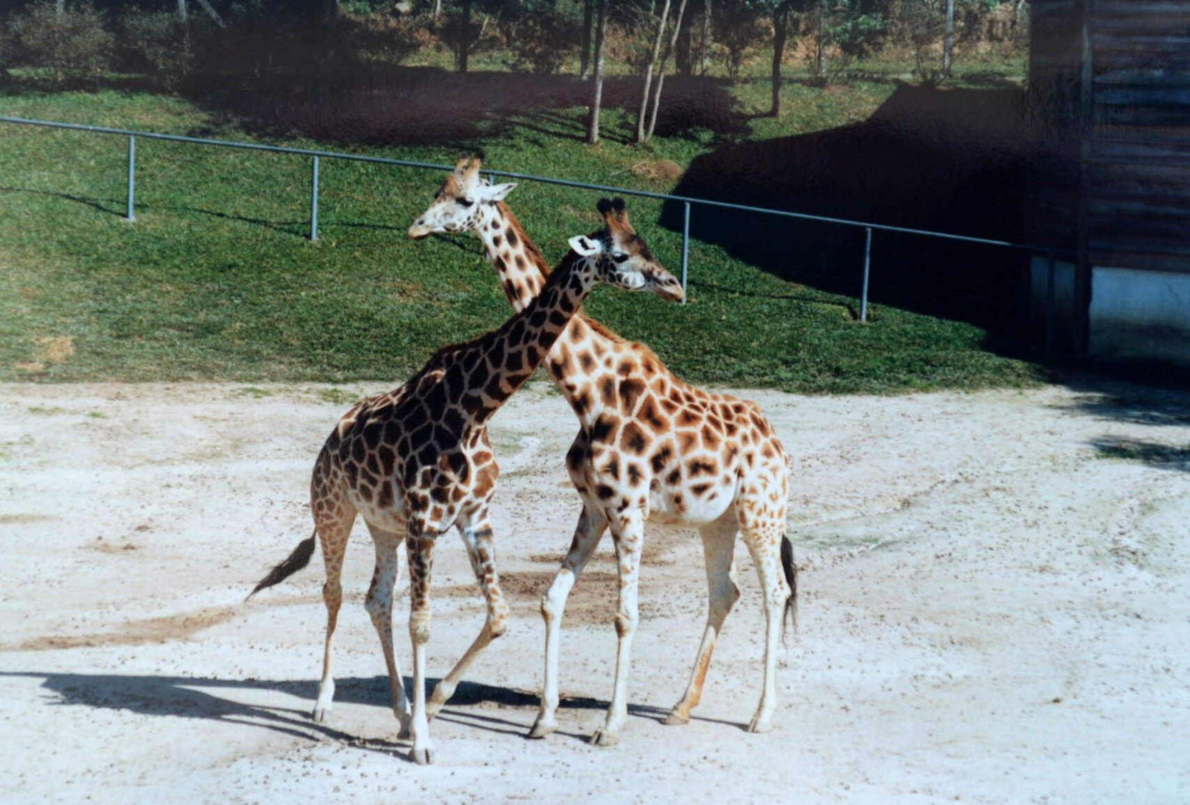 Zoológico Municipal de Curitiba - 1996